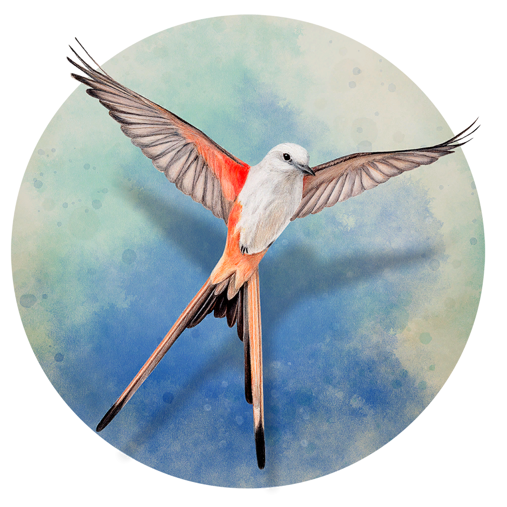 Wingspan mac游戏 icon